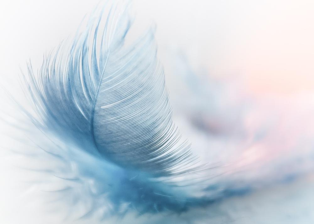 feather-g27a1a7f7f_1920